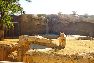 Oasys animal reserve bears