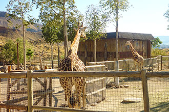Giraffes Zoo Oasys