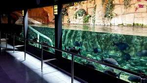 Tropical freshwater fish room