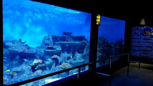 Marine tropical fish room