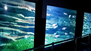 Acuarium Roquetas Fish in Posidonia fields