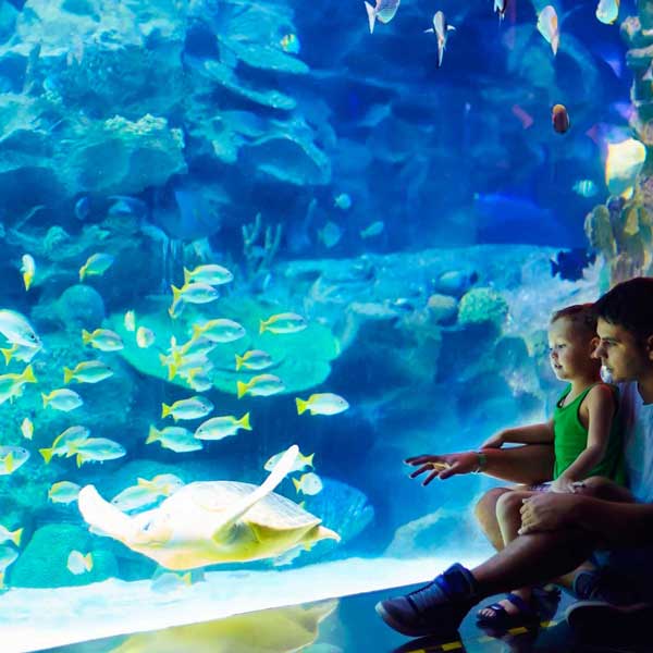 The Aquarium of Roquetas de Mar belongs to a private company and is the largest in Andalusia, with more than a thousand marine specimens.